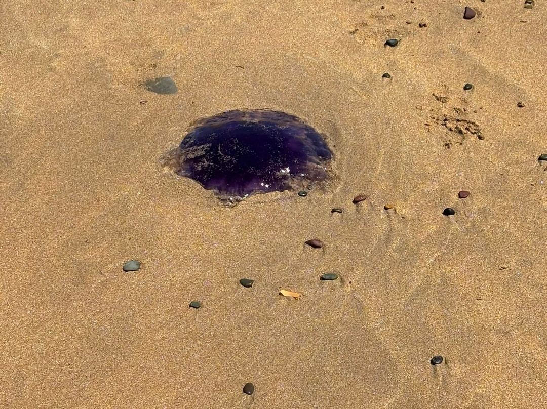 Freshwater West-Angle必去景点
