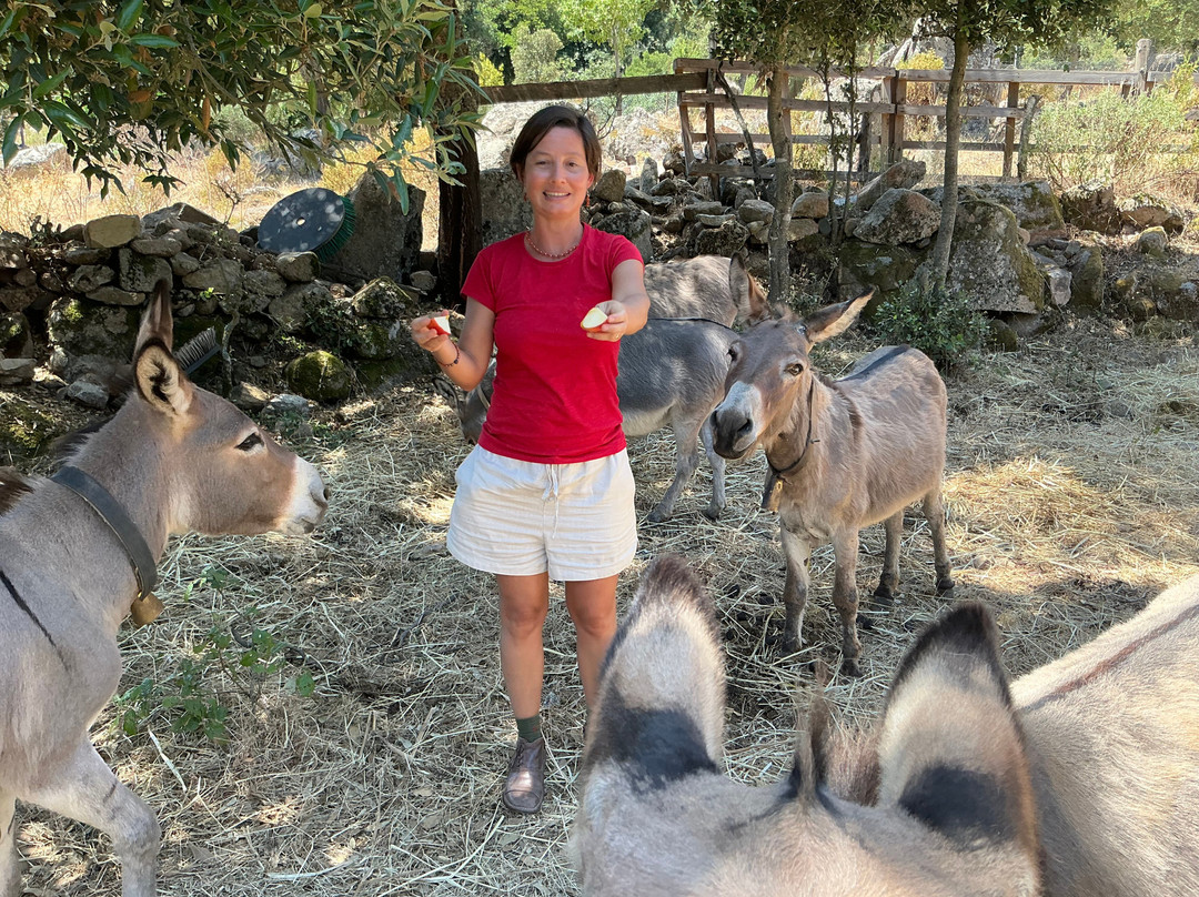 Sardinian Donkeys Farm Is Burriccheddus-Burcei必去景点