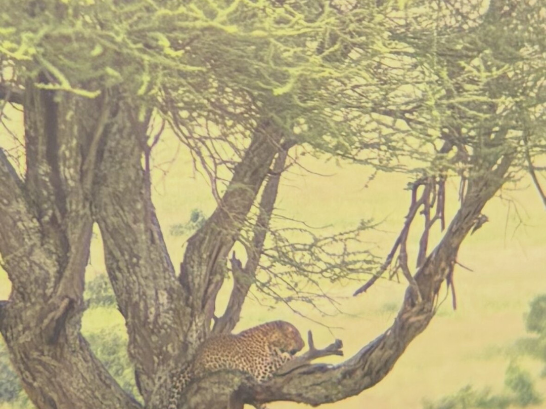 Escape To Tanzania Trekking & Safaris-莫西必去景点