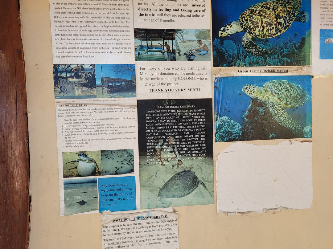 Gili Meno Turtle Sanctuary-Gili Meno必去景点