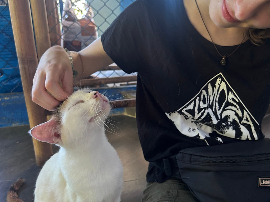Dog and Cat Rescue Samui Foundation-塔林必去景点