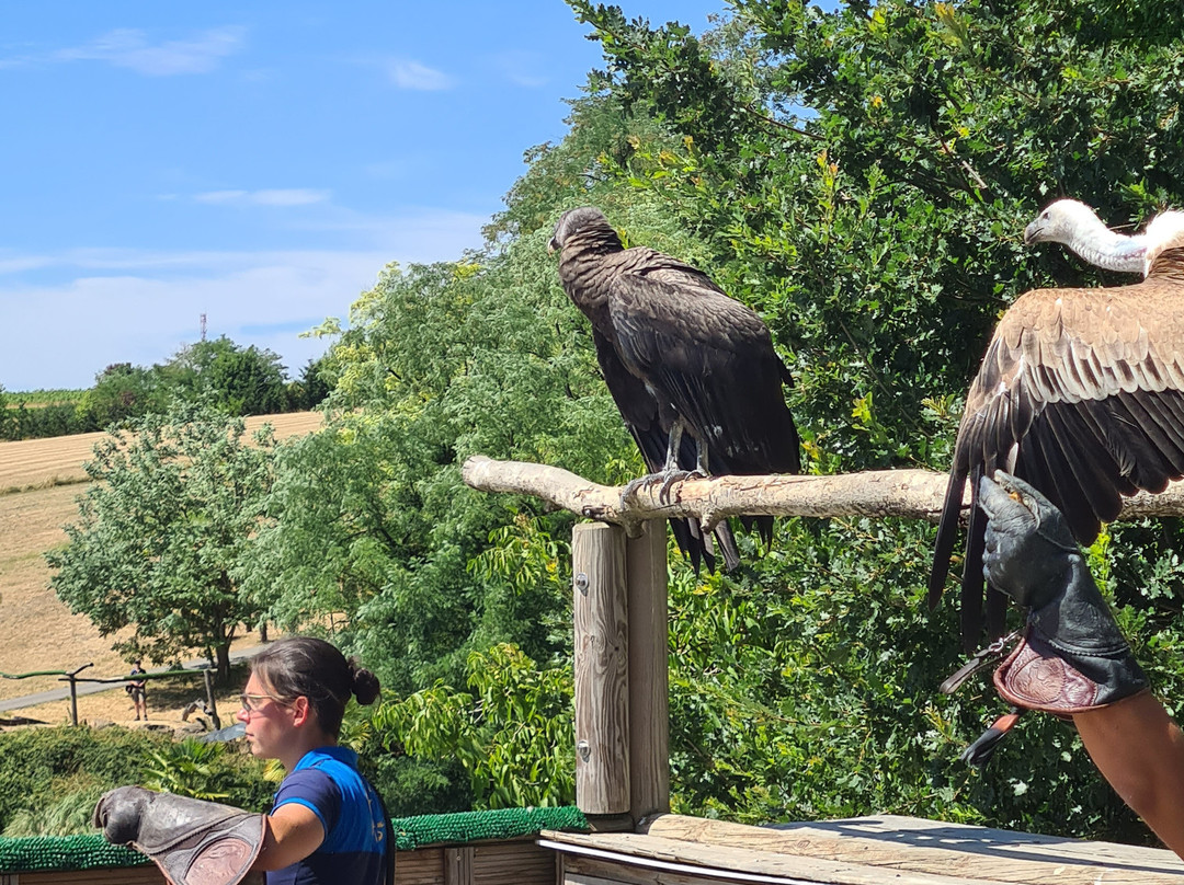 ZooParc de Beauval-圣艾尼昂必去景点
