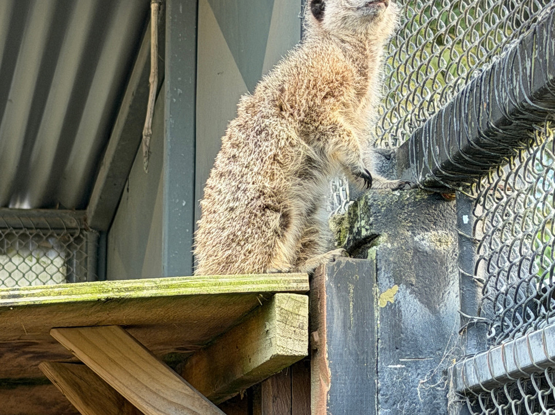 Brooklands Zoo-新普利默斯必去景点
