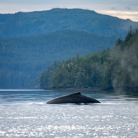 Seasmoke Whale Watching-Alert Bay必去景点