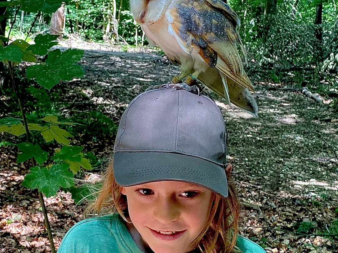 Hampshire Hawk Walks-Four Marks必去景点