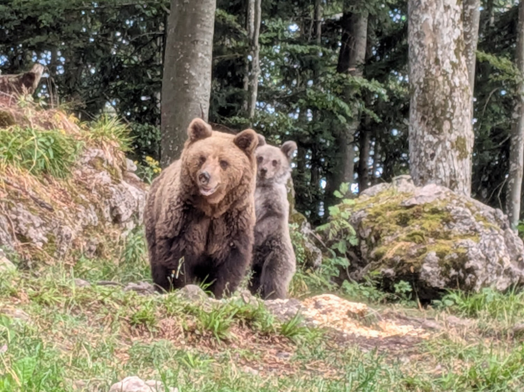 CROmedo-bearwatching-Cabar必去景点