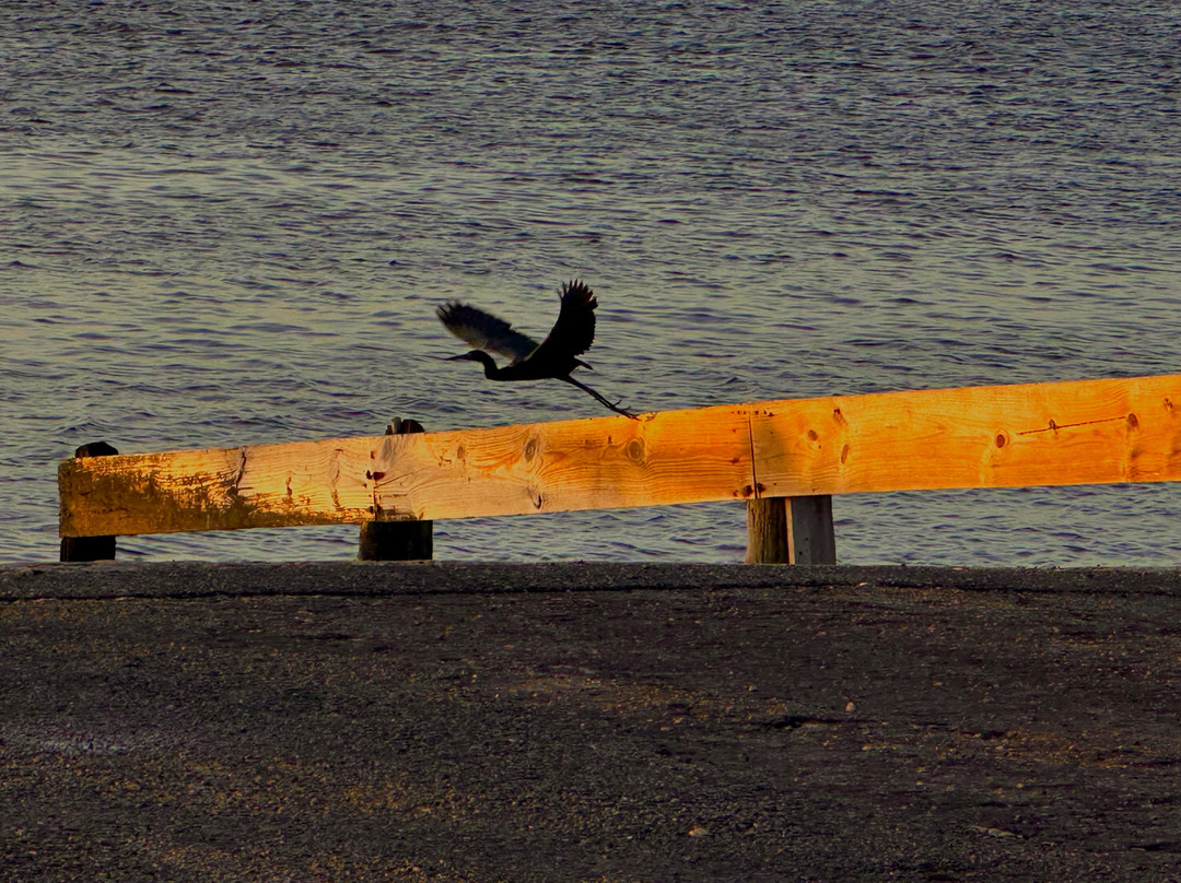 Fort Island Gulf Beach-克里斯特尔里弗必去景点