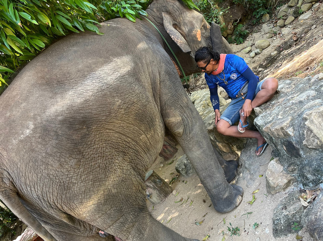 Samui Elephant Spa-苏梅岛必去景点