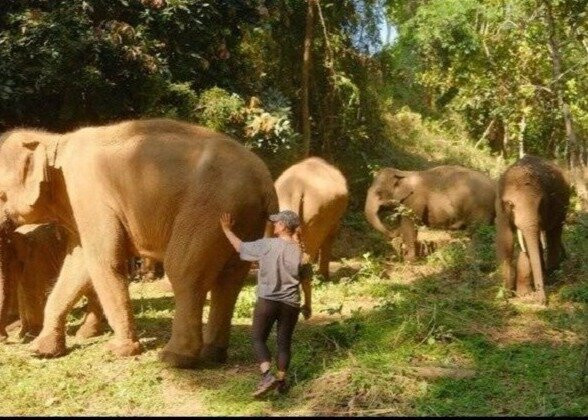 Elephant Freedom Village-清迈必去景点