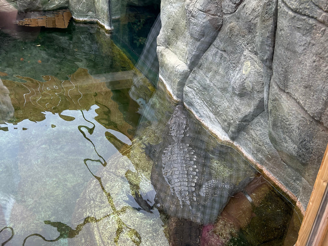 Jimmy's Farm & Wildlife Park-伊普斯威奇必去景点
