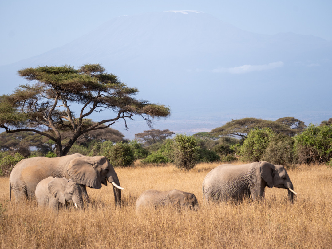 Rockland Kenya Safaris-蒙巴萨必去景点