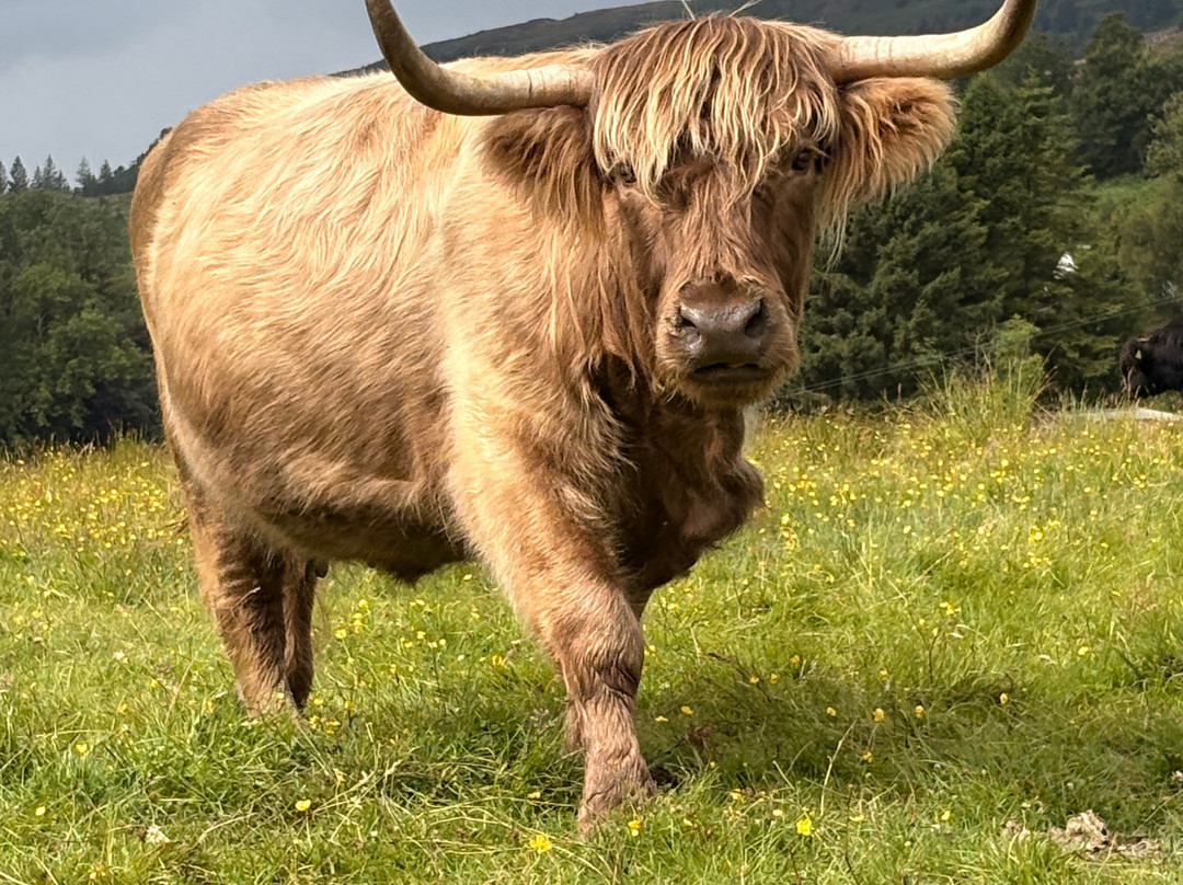 Nether Glenny Farm - Coos and Views-斯特灵必去景点
