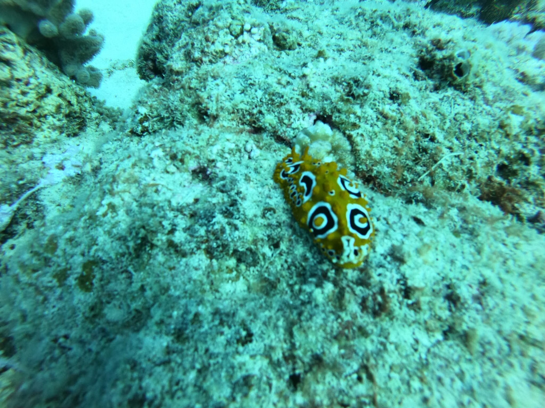 Orca Dive Club - Pereybere-Pereybere必去景点