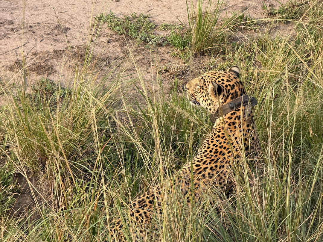Devine African Safaris-吉佳利必去景点