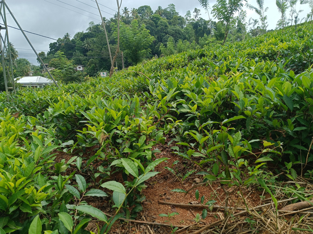 New Giragama Tea Factory