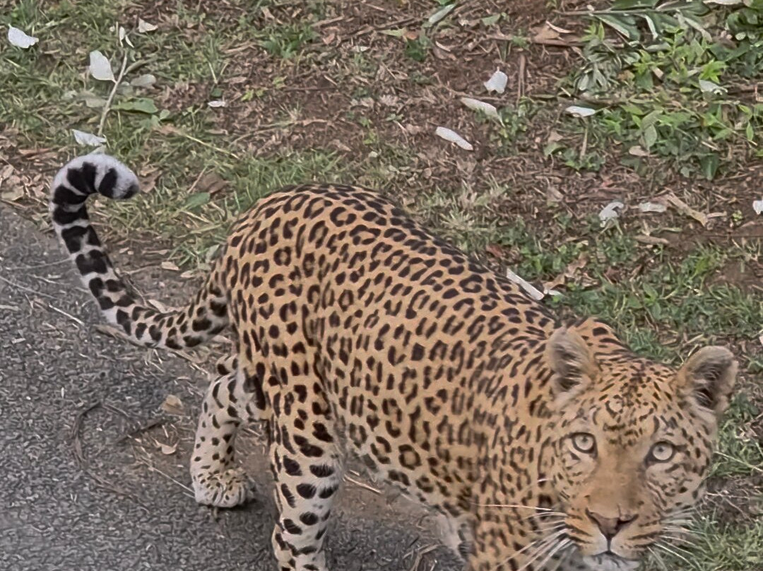 EuroZulu Guided Tours & Safaris-圣露西亚必去景点