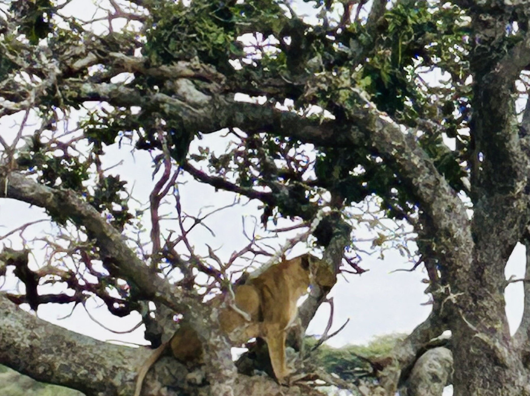 Nature Responsible Safari-阿鲁沙必去景点