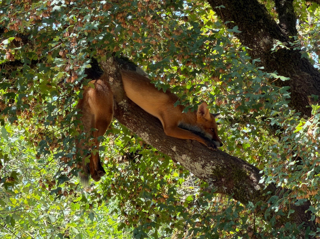 Parc Animalier De Gramat-Gramat必去景点