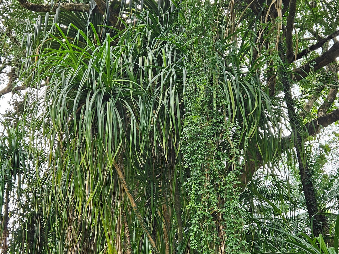Seychelles National Botanical Gardens-维多利亚必去景点