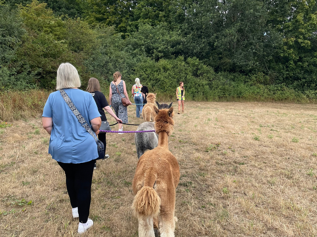 Capstone Farm Alpacas-吉林汉姆必去景点