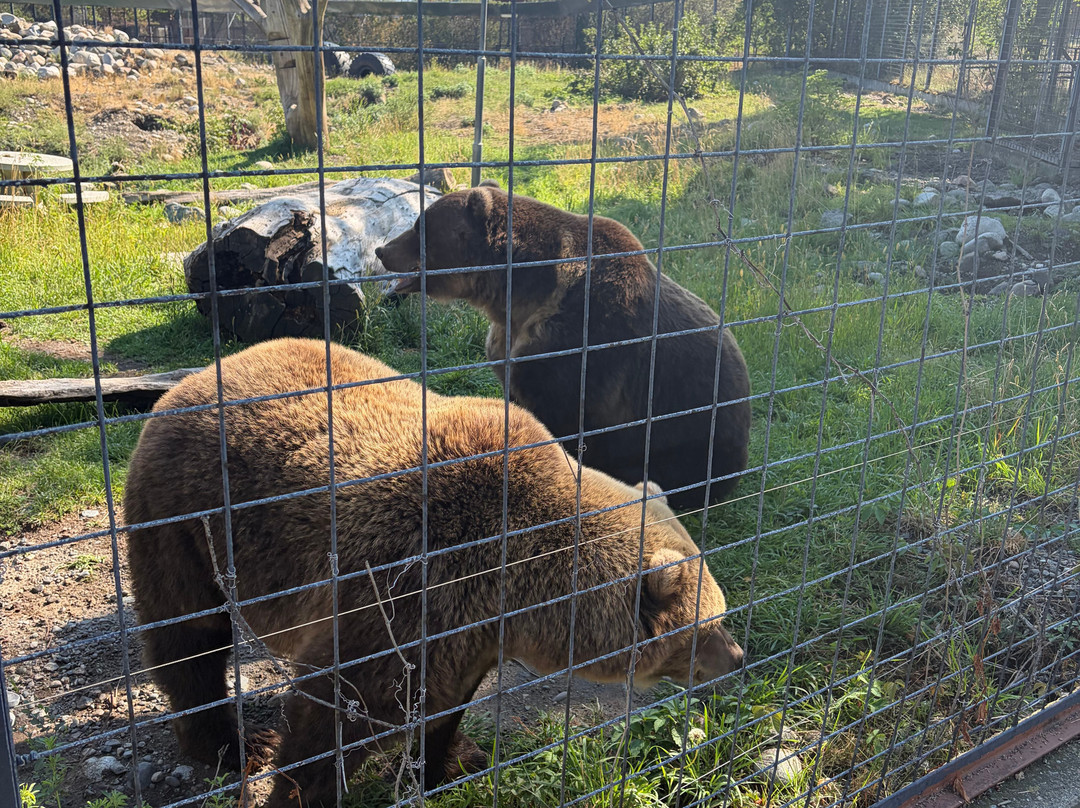BC Wildlife Park-坎卢普斯必去景点