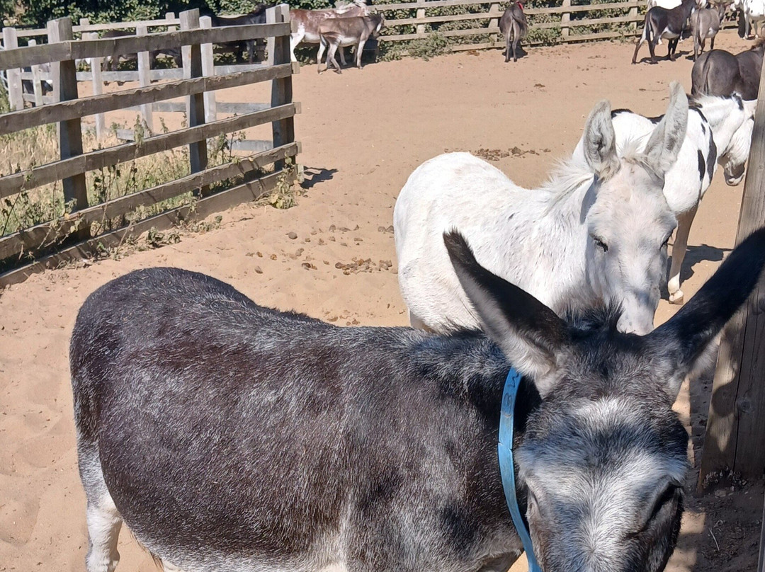 The Donkey Sanctuary-西德茅斯必去景点