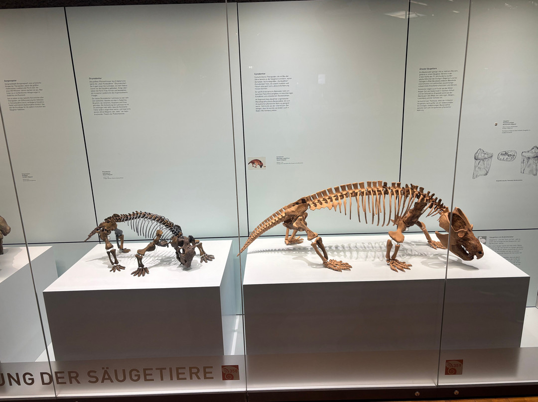 Naturkunde Museum Stuttgart-斯图加特必去景点