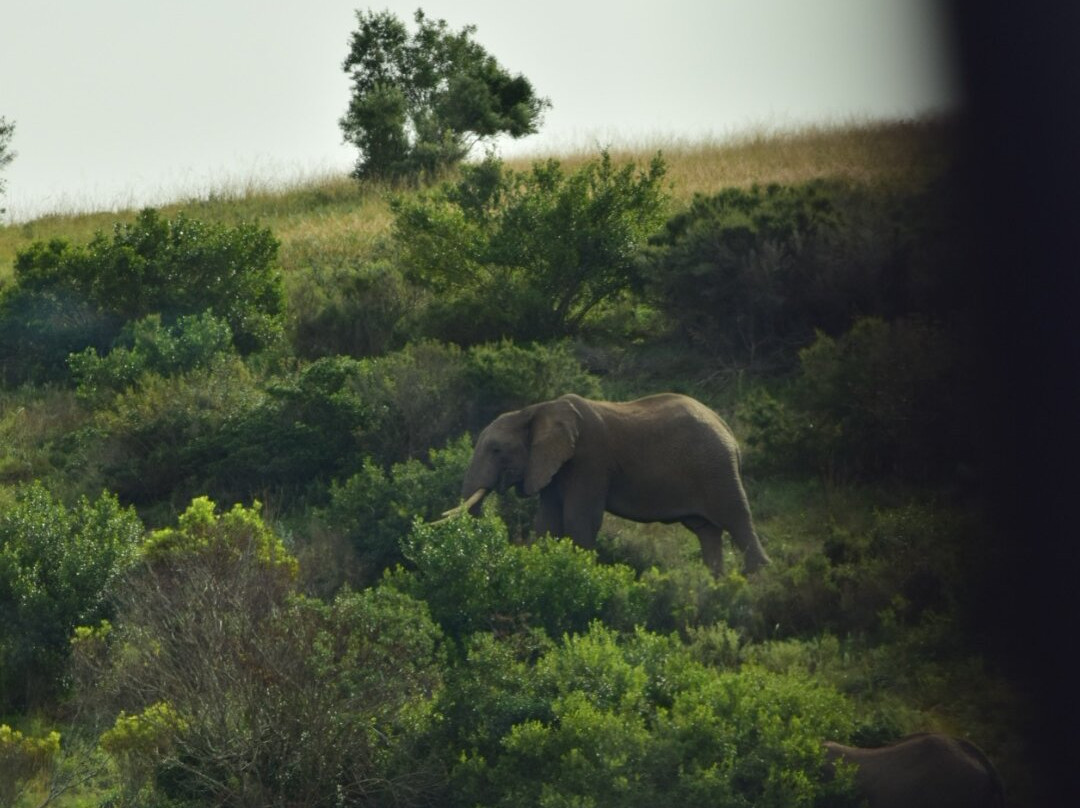 Botlierskop Private Game Reserve-莫塞尔贝必去景点