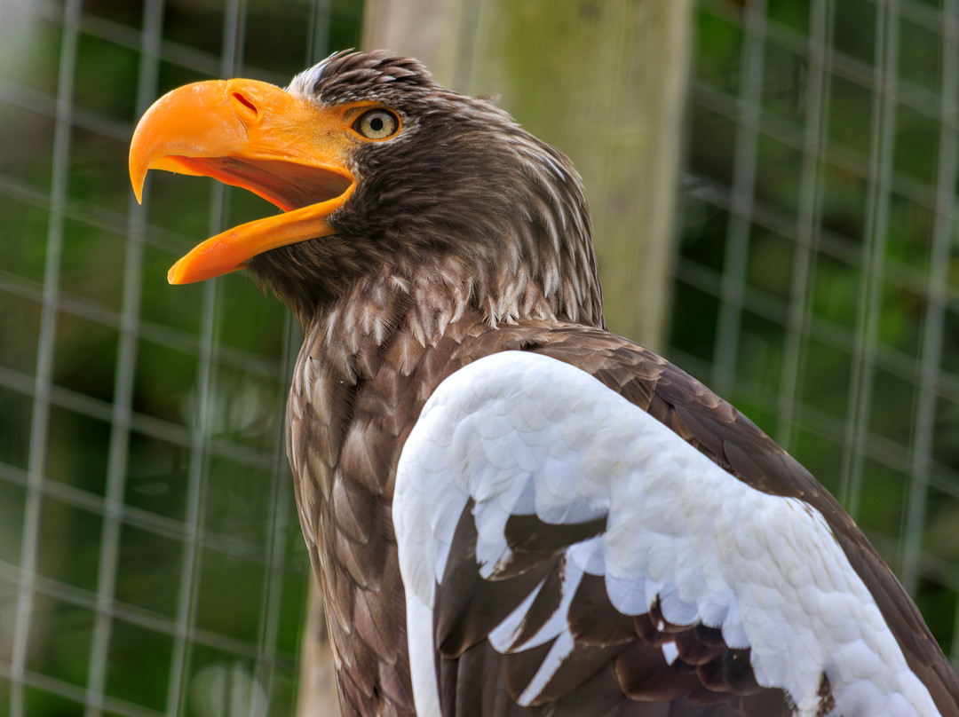 Hawk Conservancy Trust Bird of Prey Centre-Andover必去景点
