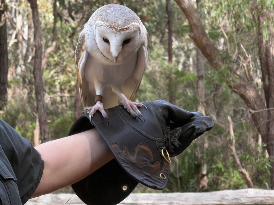 Capes Raptor Centre-玛格丽特河必去景点
