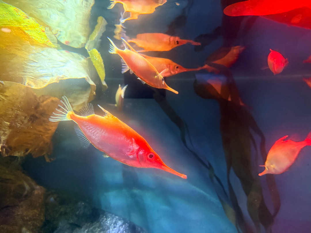 National Marine Aquarium-普利茅斯必去景点