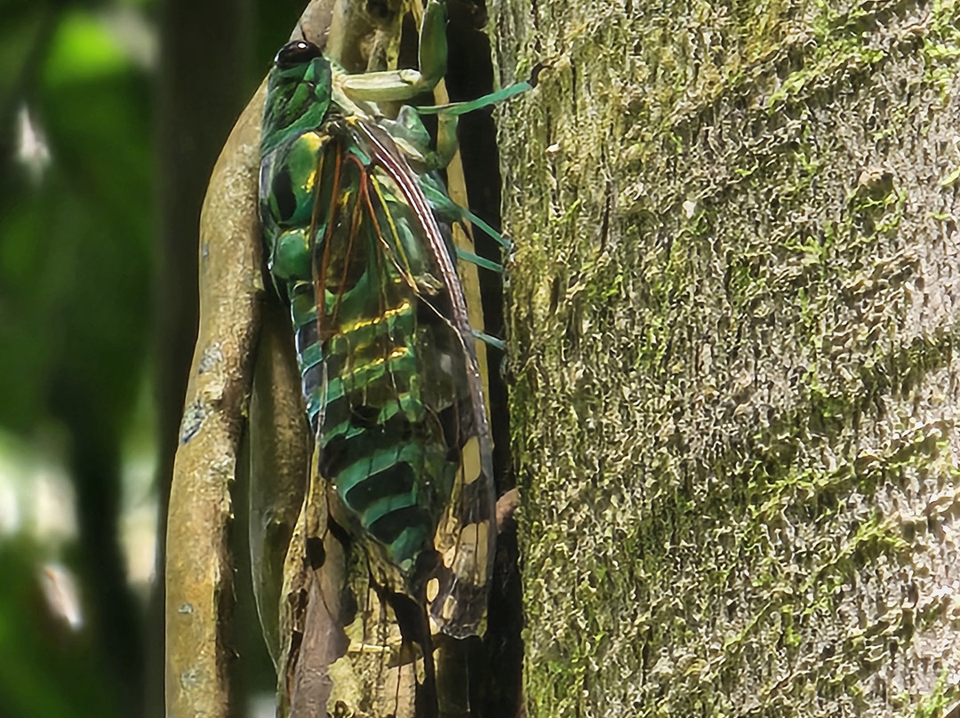 Manakin Waterfalls Nature Reserve.-Tilaran必去景点