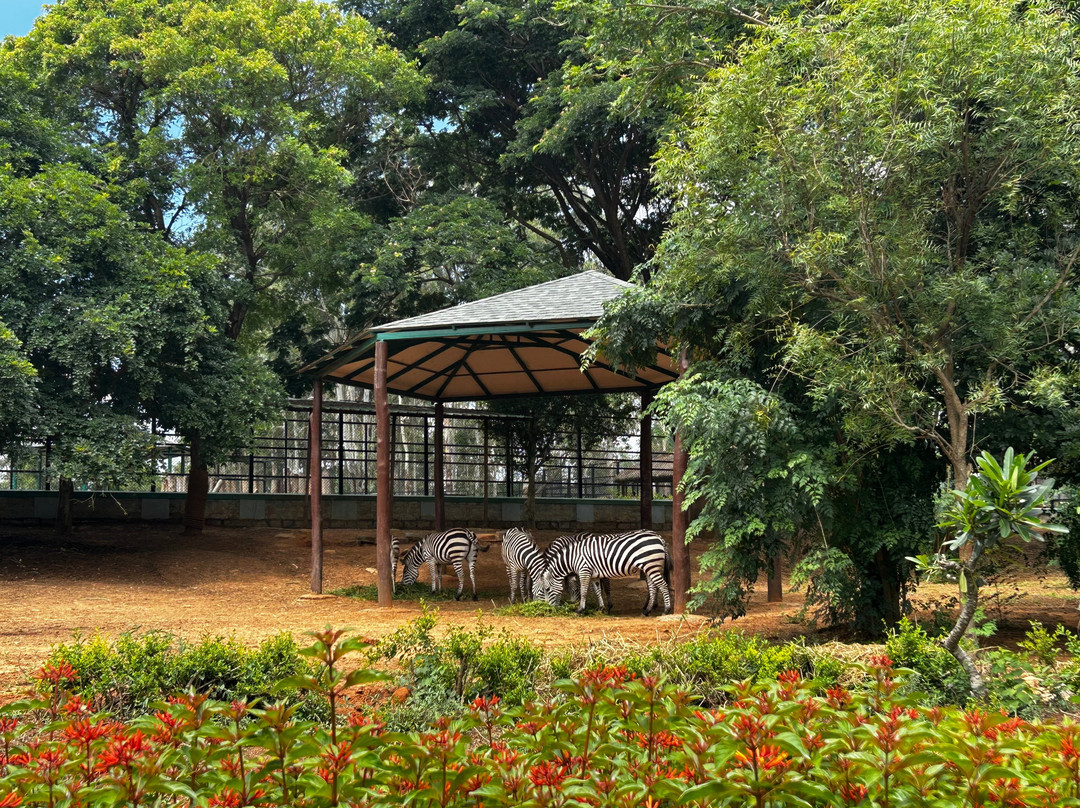 Bannerughatta Biological Park-班加罗尔必去景点