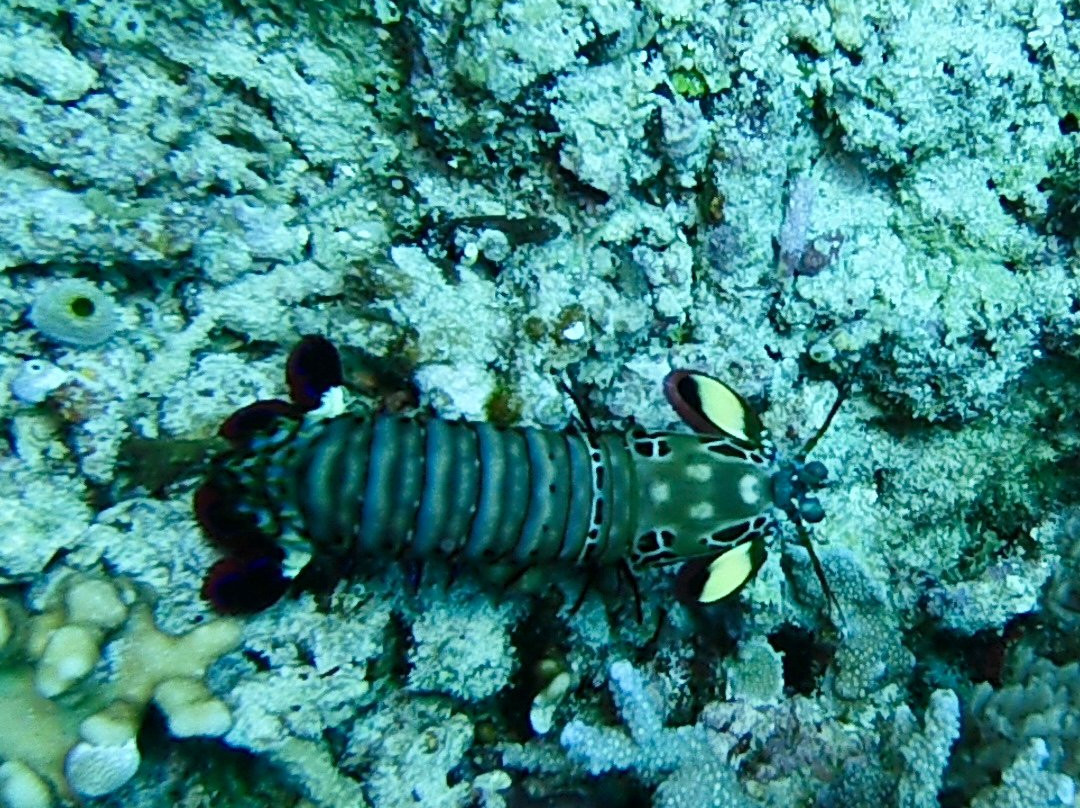 DSM Dive - Gili Trawangan-吉利特拉万安必去景点