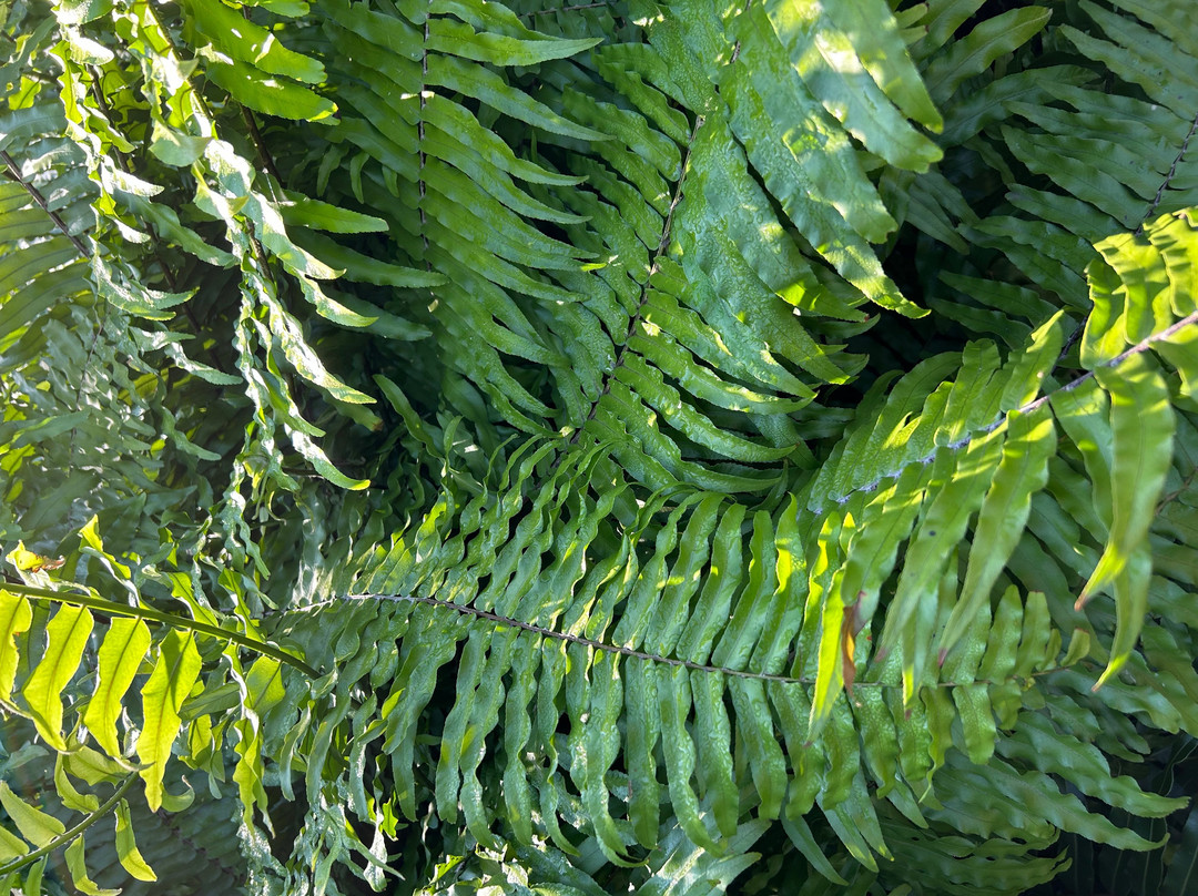 Durban Botanic Gardens-德班必去景点
