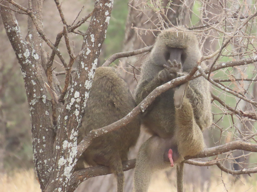 Tarangire National Park-塔兰吉雷国家公园必去景点