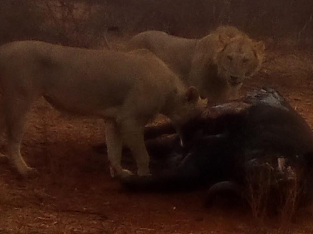 Top Africa Safaris-迪亚尼必去景点