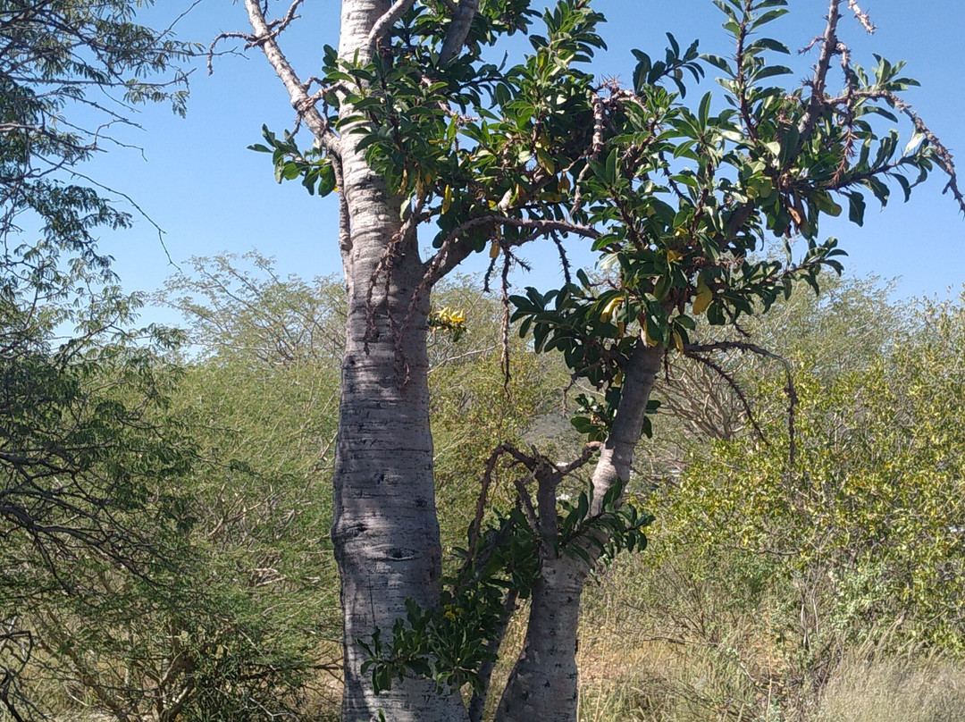 National Botanic Garden of Namibia-温德和克必去景点