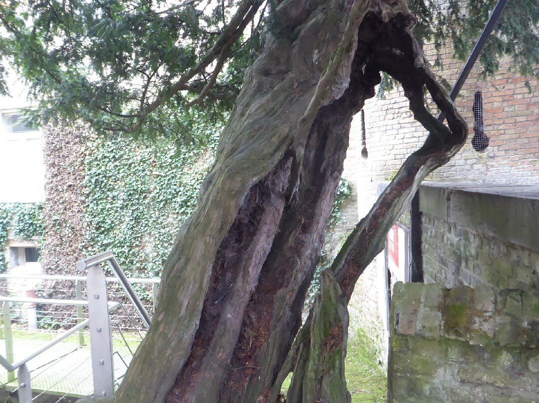 Porte ouest et arbre de César-Lo-Reninge必去景点