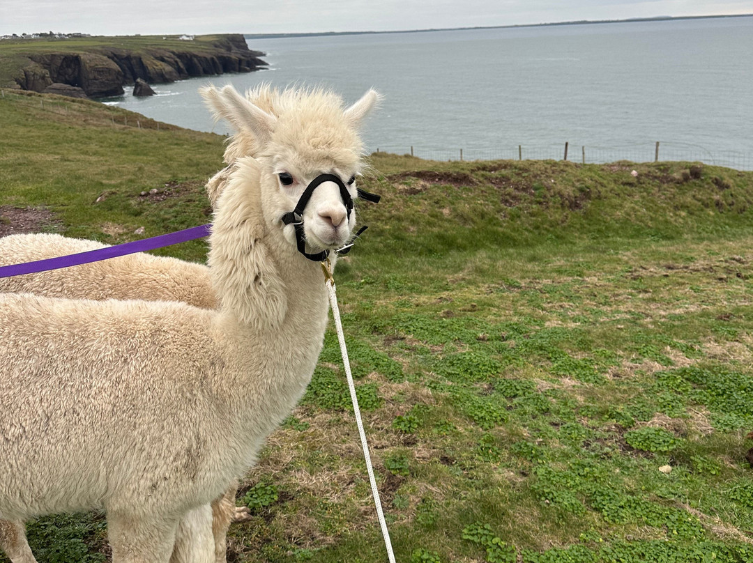 Portally Alpaca Trail-Dunmore East必去景点