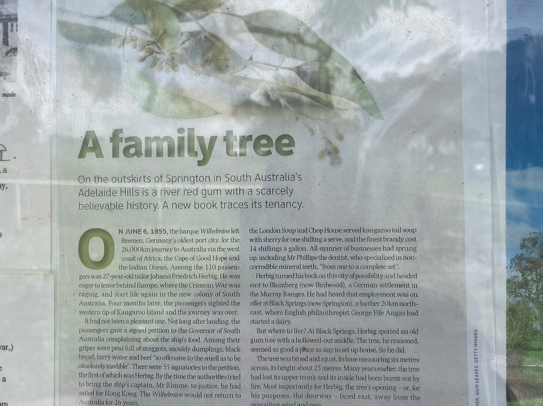 The Herbig Family Tree-Springton必去景点