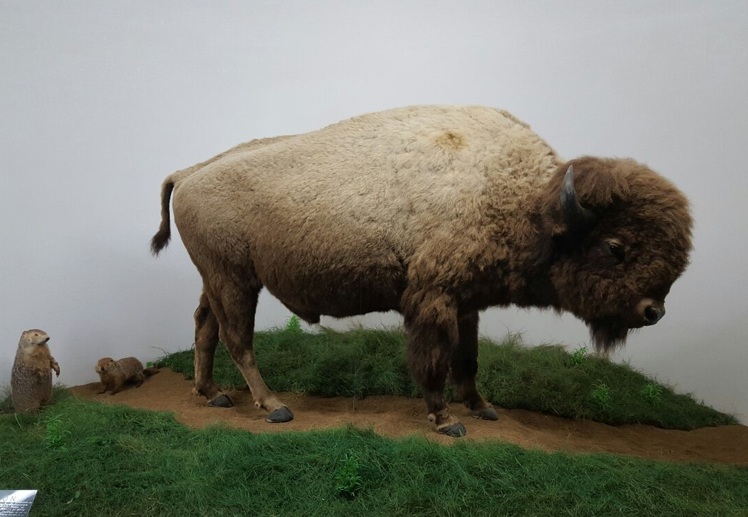 Mammoth Cave Wildlife Museum景点图片