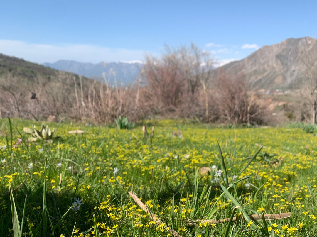 Tibet Mounts Flora
