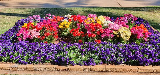 Newtown Park & Queensland State Rose Garden景点图片