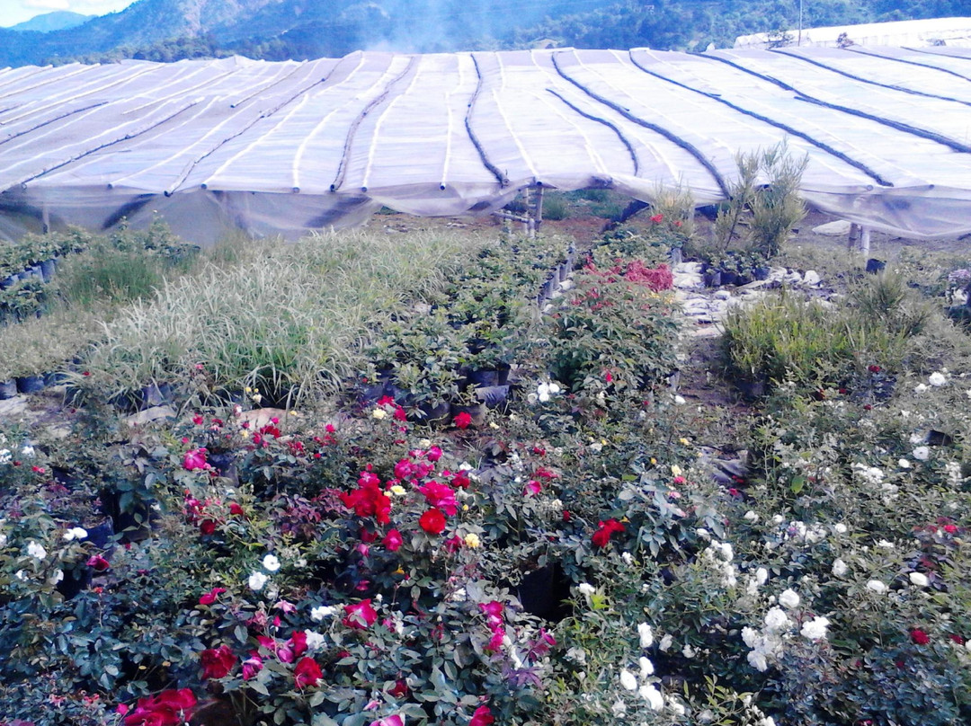 Bahong Rose Gardens景点图片