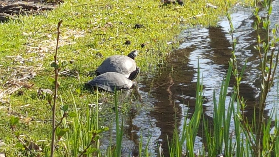 Wilmette旅游景点-Keay Nature Center