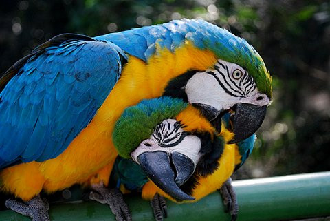 Bolivian Parrots Conservation景点图片