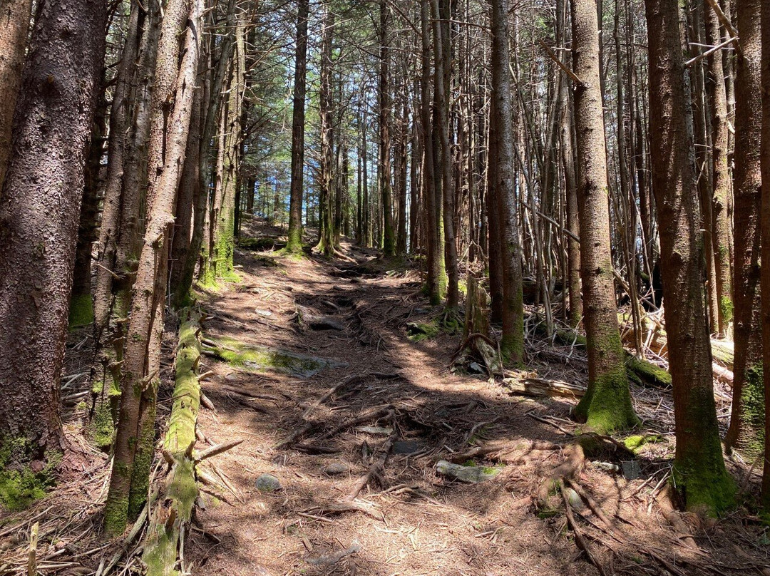 Richland Balsam Mountain-Balsam必去景点