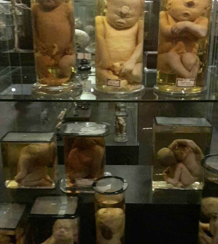 Museum Vrolik景点图片