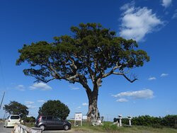 Camphor Tree of Nago景点图片